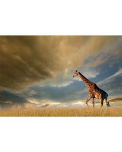 OBRAZ GIRAFFE 120X80