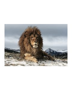 OBRAZ LION 120X80