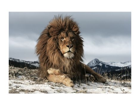 OBRAZ LION 120X80